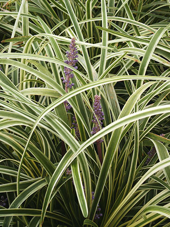 Liriope 