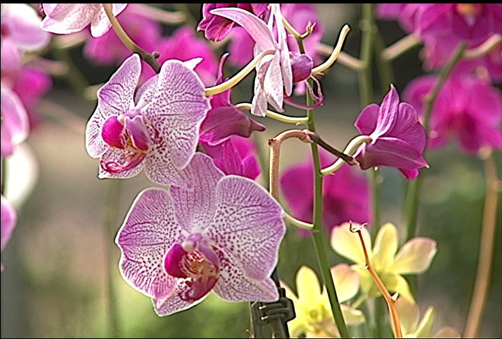Consider growing orchids this season