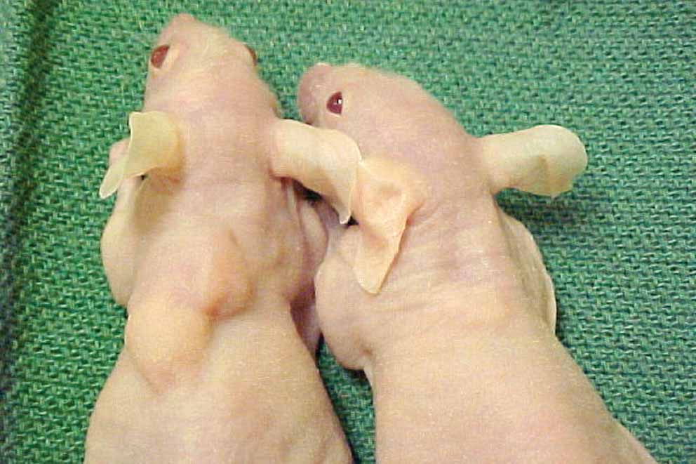 Nude Mice