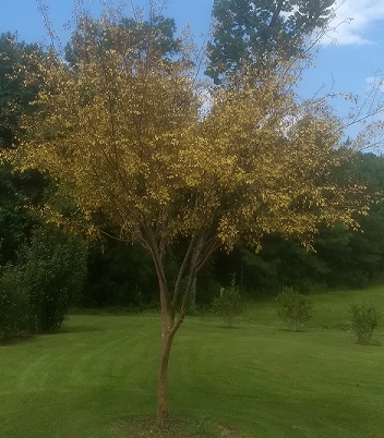 Roots, Shoots, Fruits & Flowers: Drake Elm, Wood Ashes & Passion Vine