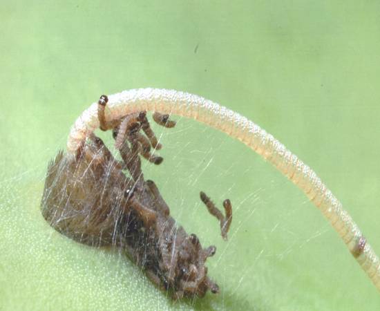 eggs hatching