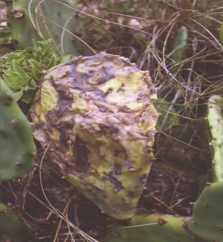 destroyed pad