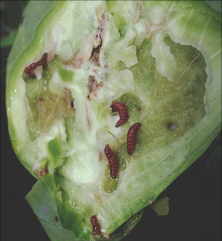 larvae inside pad feeding