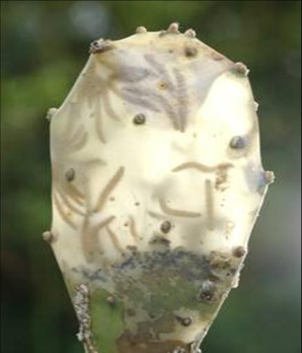 Larvae inside hollowed out pad