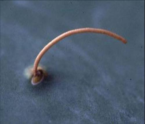 egg stick