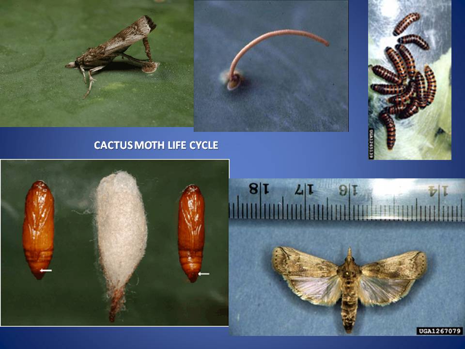 LIFE CYCLE OF CACTUS MOTH