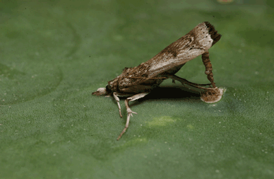 Cactus Moth