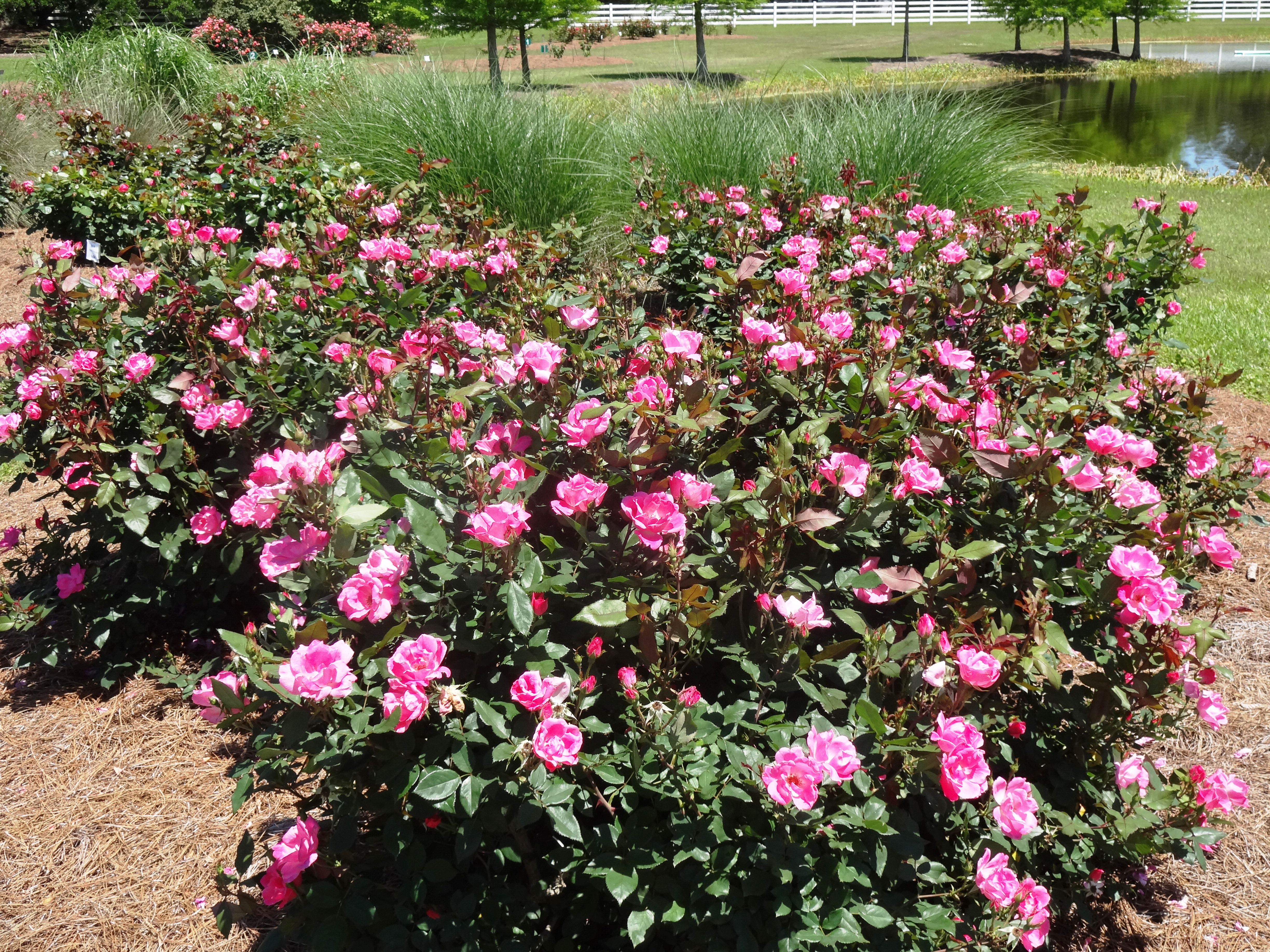 Take care of roses all summer long