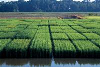 Hybrid Rice Production Costs and Returns: Comparisons with Conventional & Clearfield Varieties