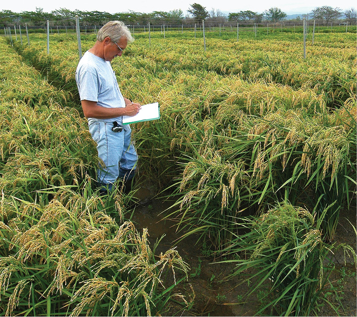 Steve Linscombe: Rice Leader