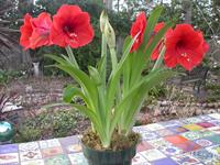 Amaryllis