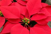 Horticultural Tips
