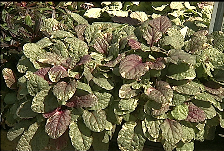Ajuga covers shady areas