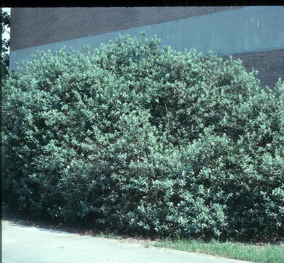 Feijoa bush