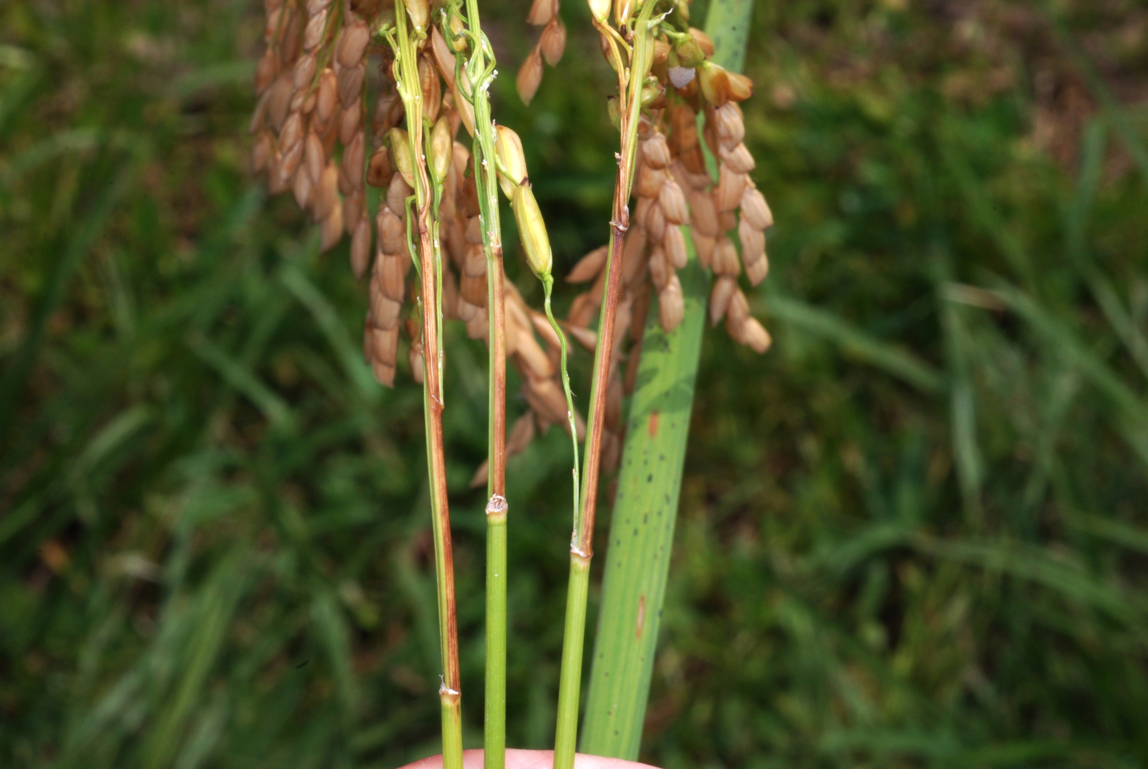 Internodal Stem Infection