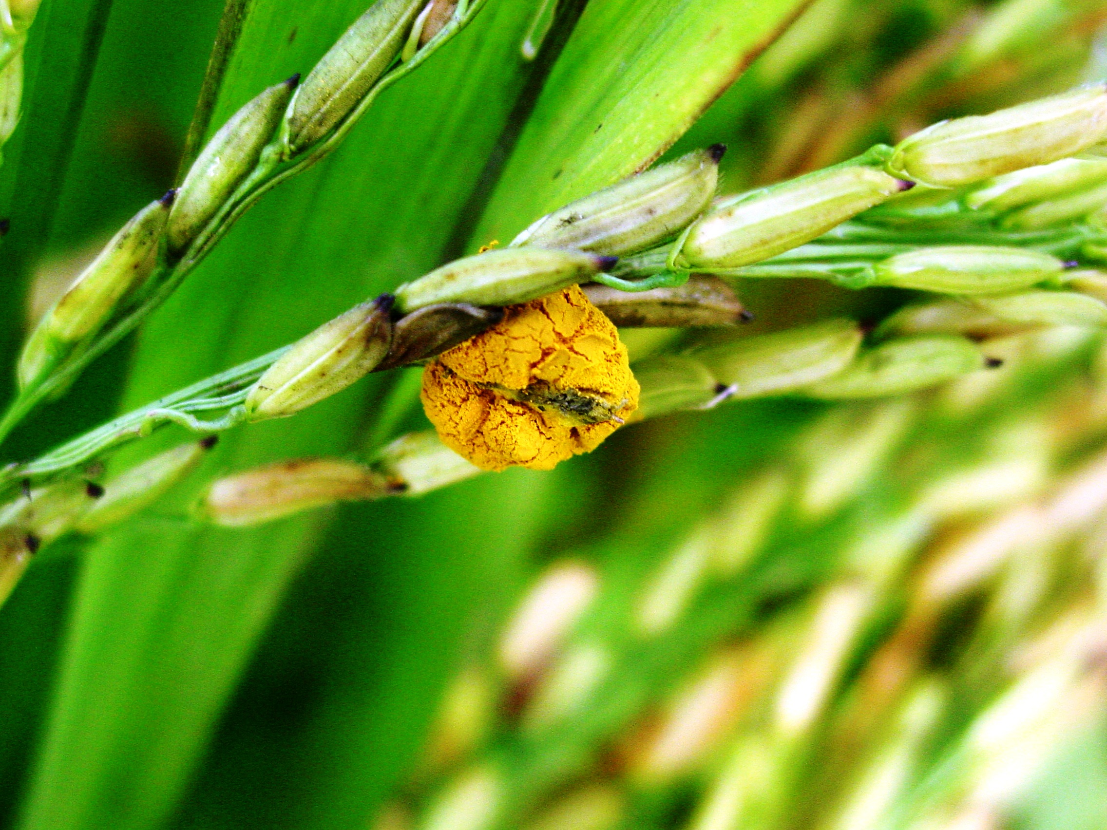 Rice Grain 