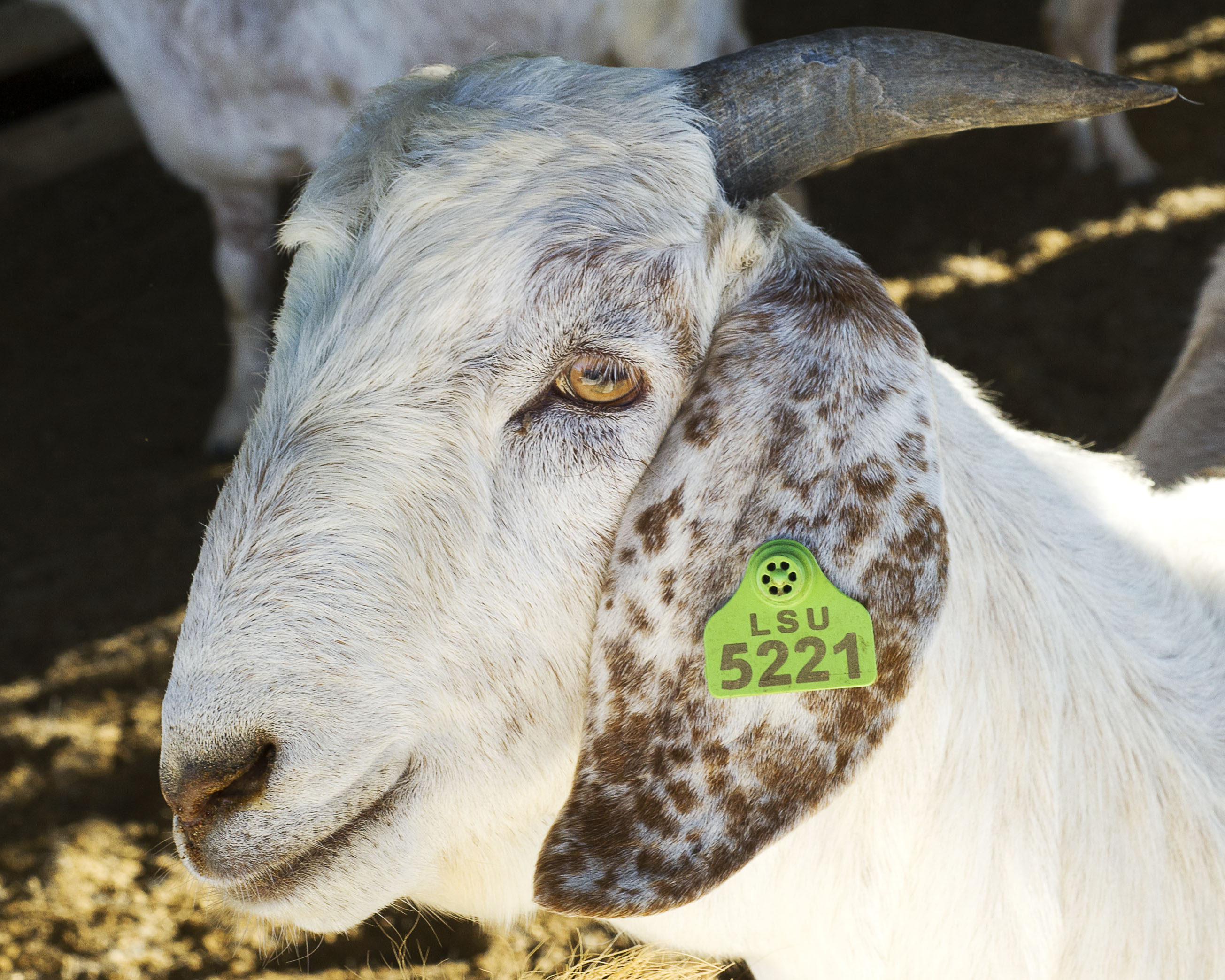 Economics of Southeastern U.S. Meat Goat Production 