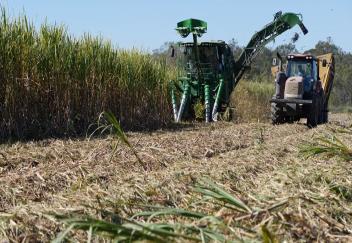 Sugarcane harvest going well, much lighter crop this year