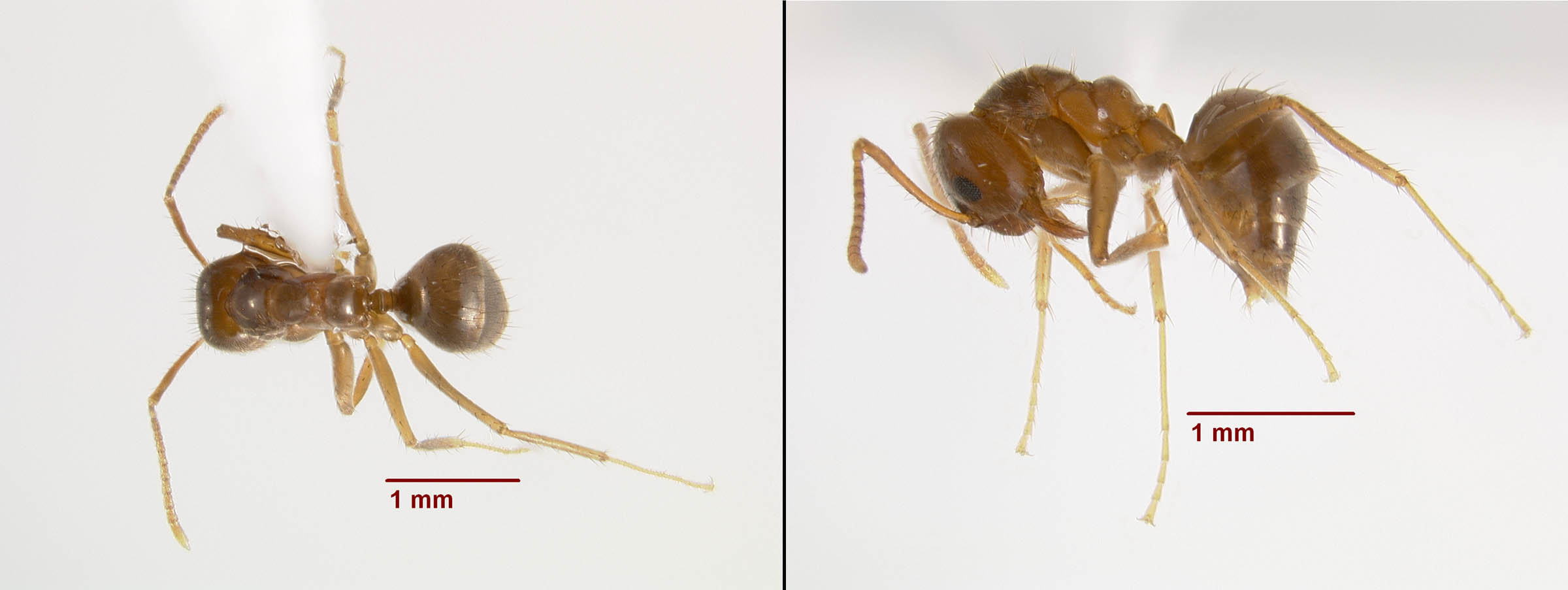 The Tawny Crazy Ant in Louisiana