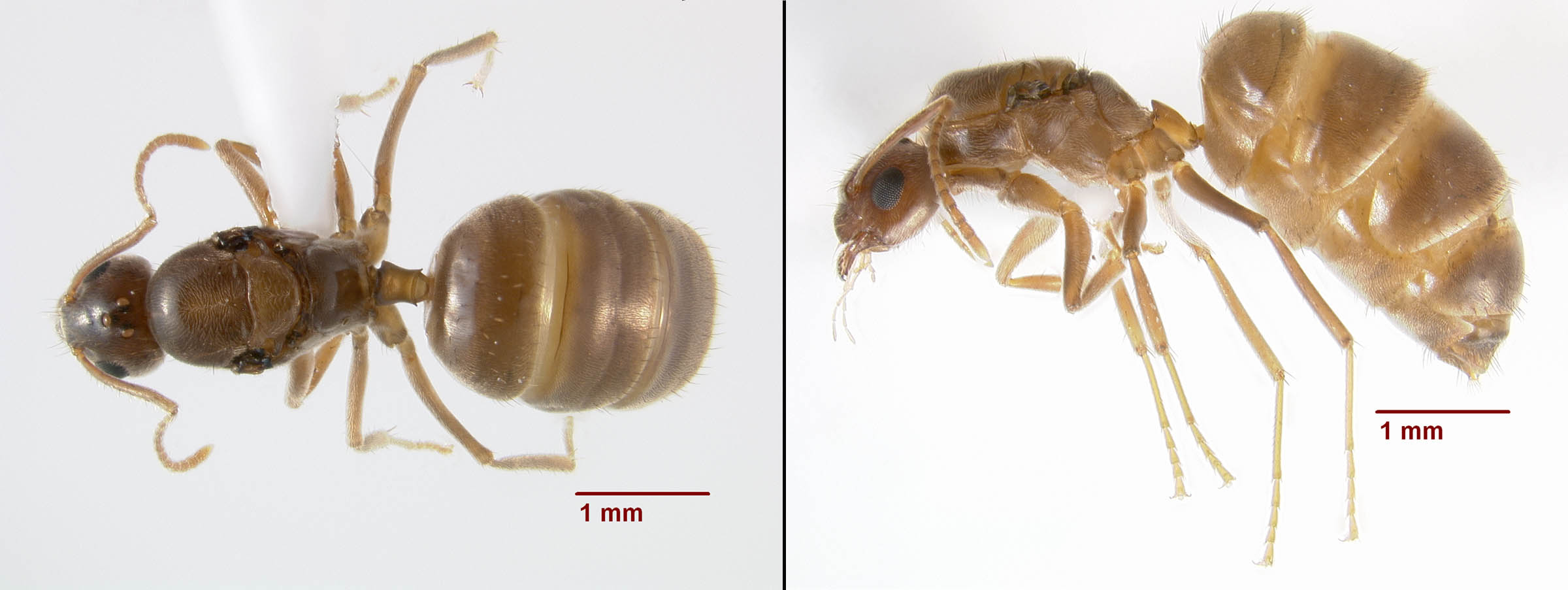 hairy crazy ant queen