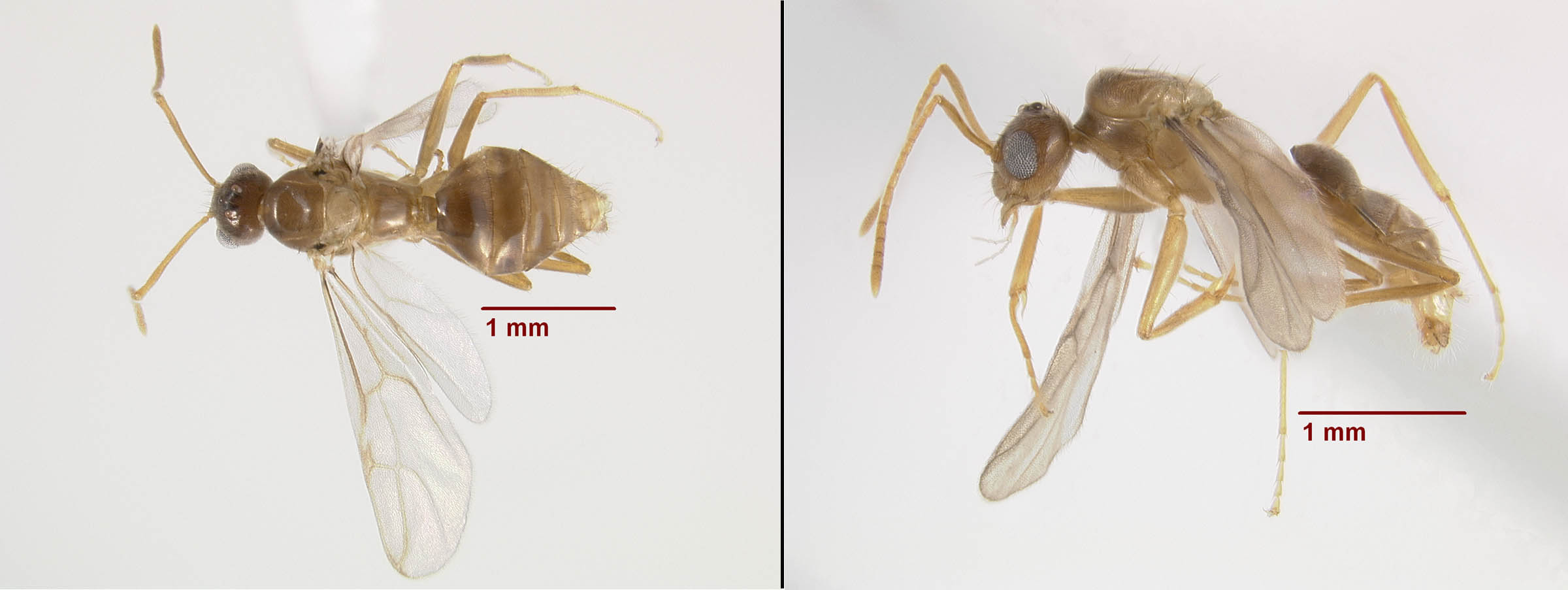 hairy crazy ant male