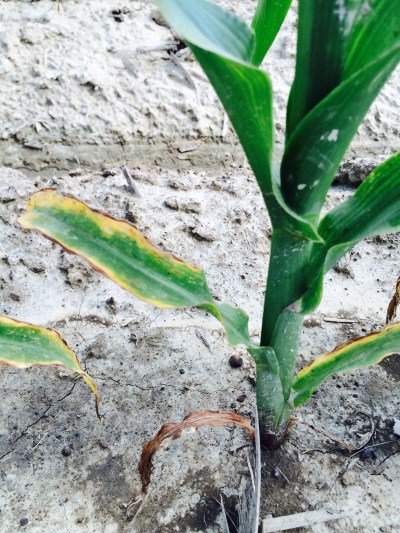 Potassium Deficiencies in Corn and Soybean