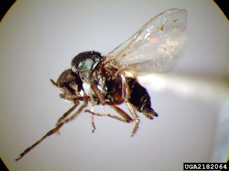The Gnats Are Back