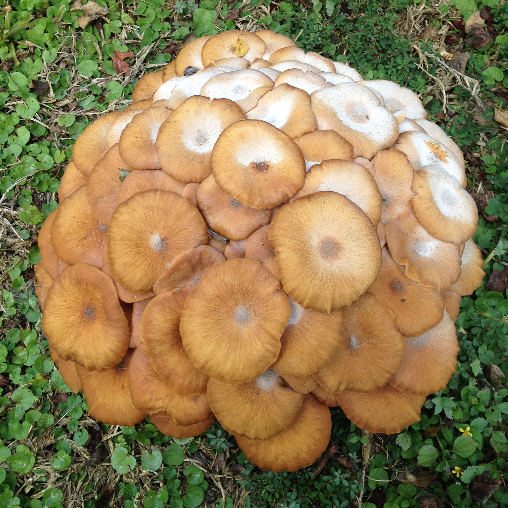 Root rot appearing in shrubs, trees