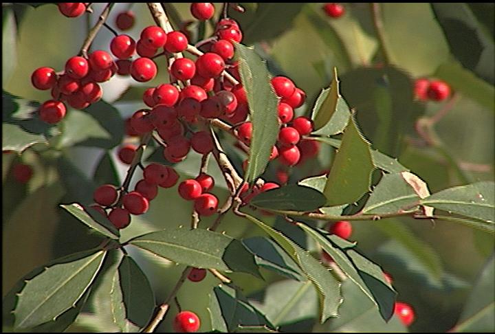 Holly plants are great evergreens to put in landscape now