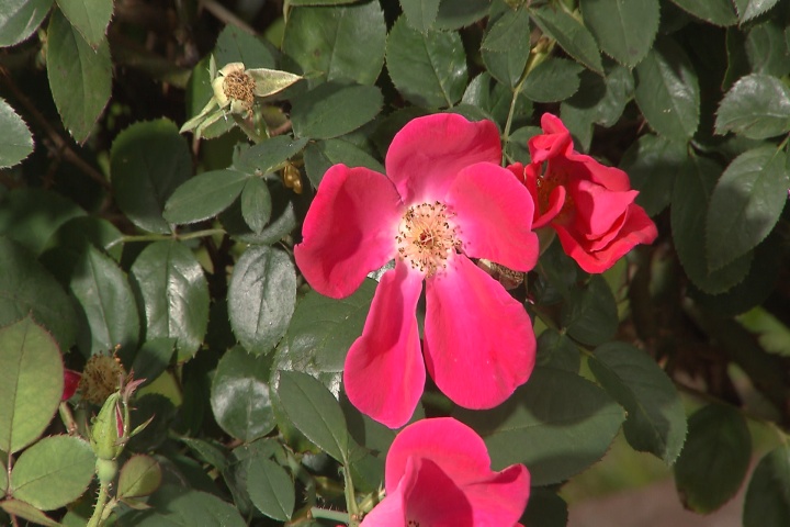 Rose care for fall and winter months