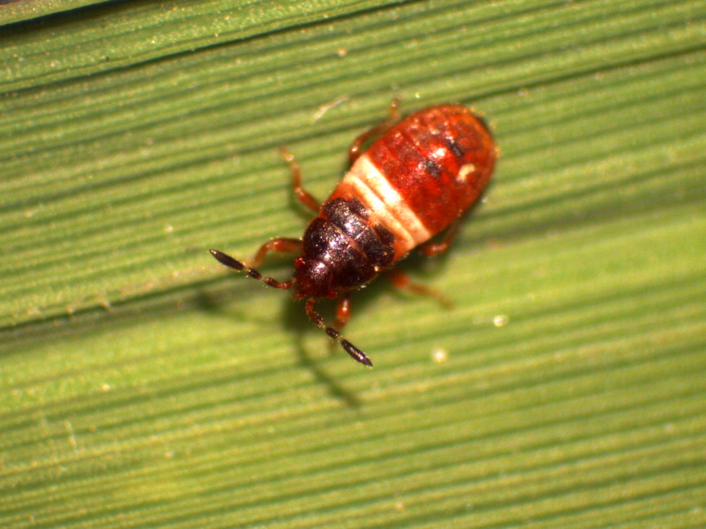 Young Chinch Bug Nymph