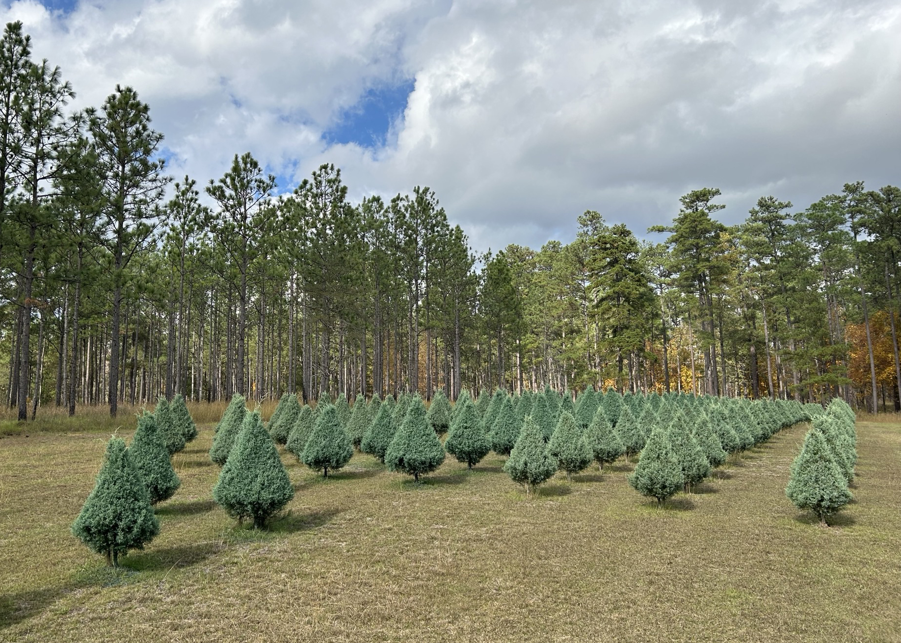 Christmas trees growing in a field.