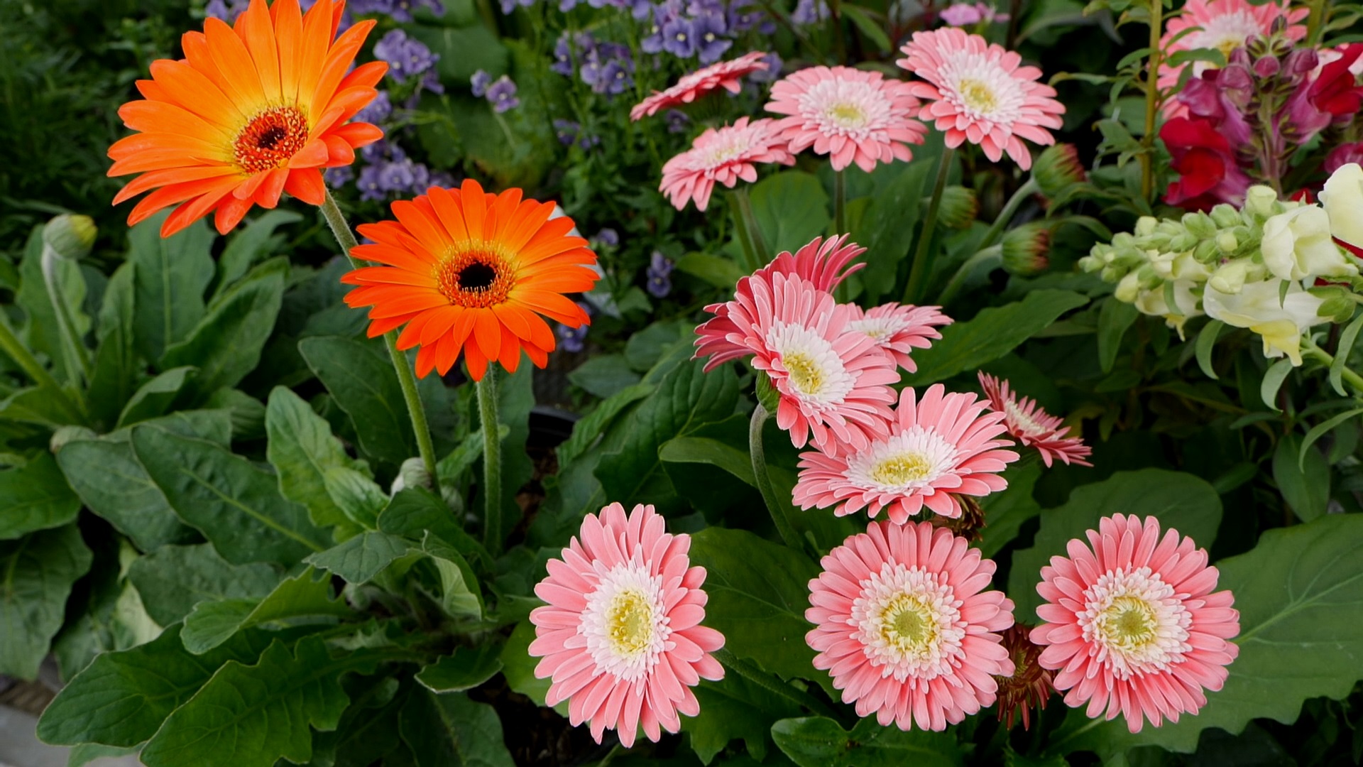 Get It Growing: Valentine’s Day alternative to cut plant arrangements