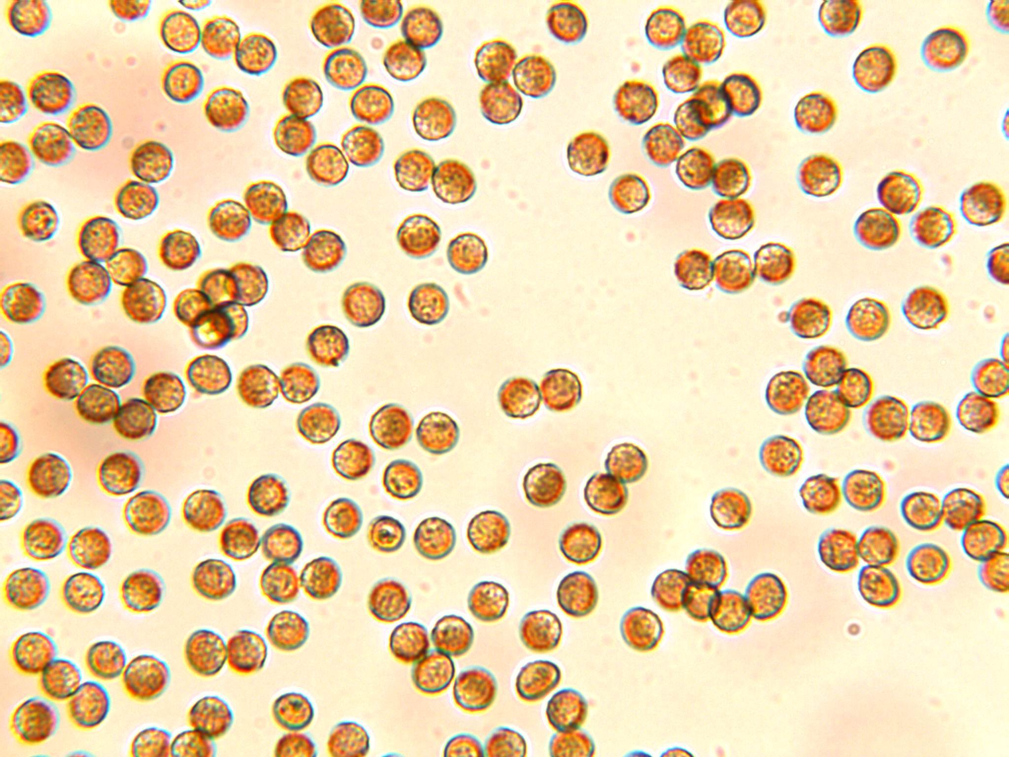 Ustilaginoidea Virens