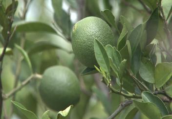 Symptoms of citrus disease include lesions on plant parts