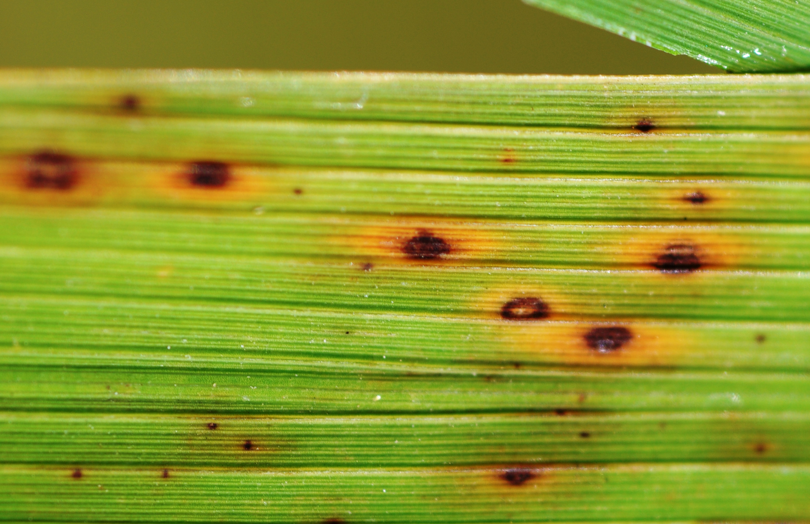 Light Leaf Symptoms