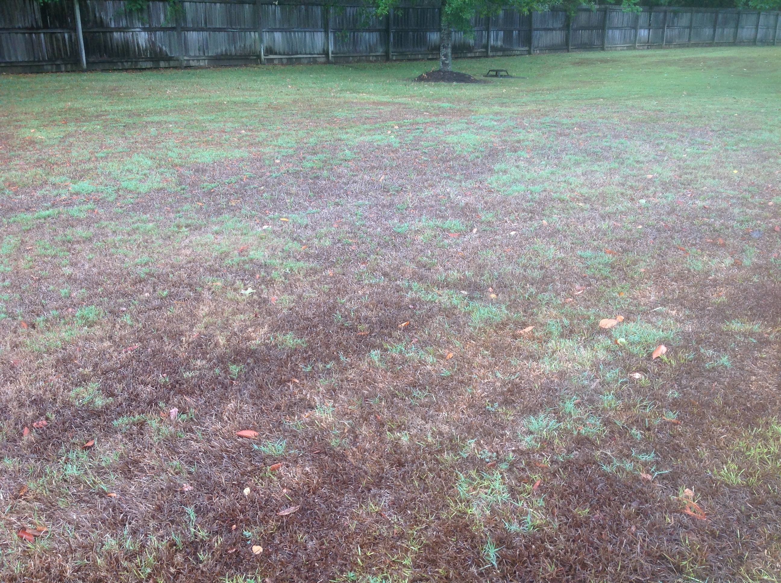 centipede grass