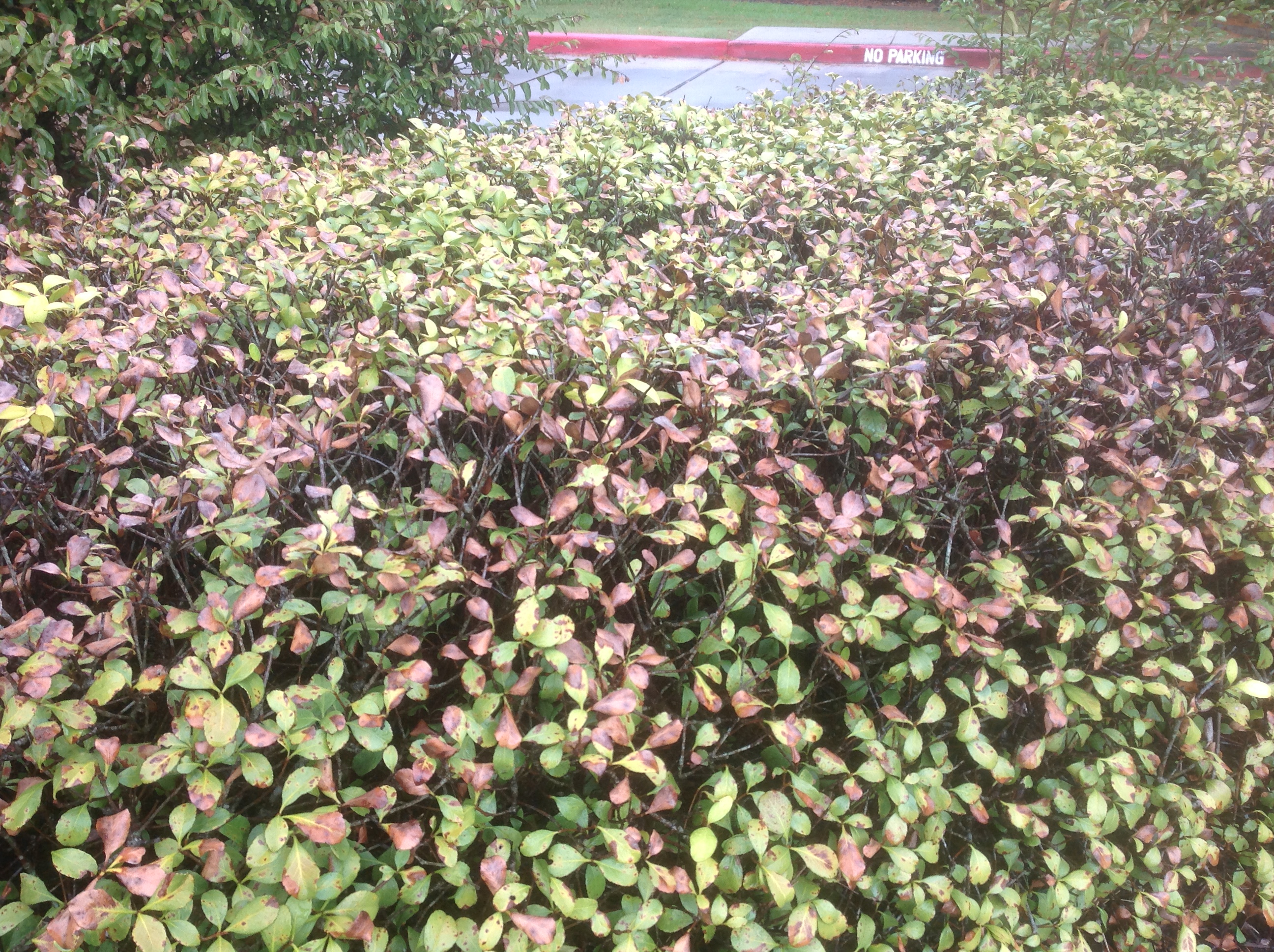 Indian hawthorn