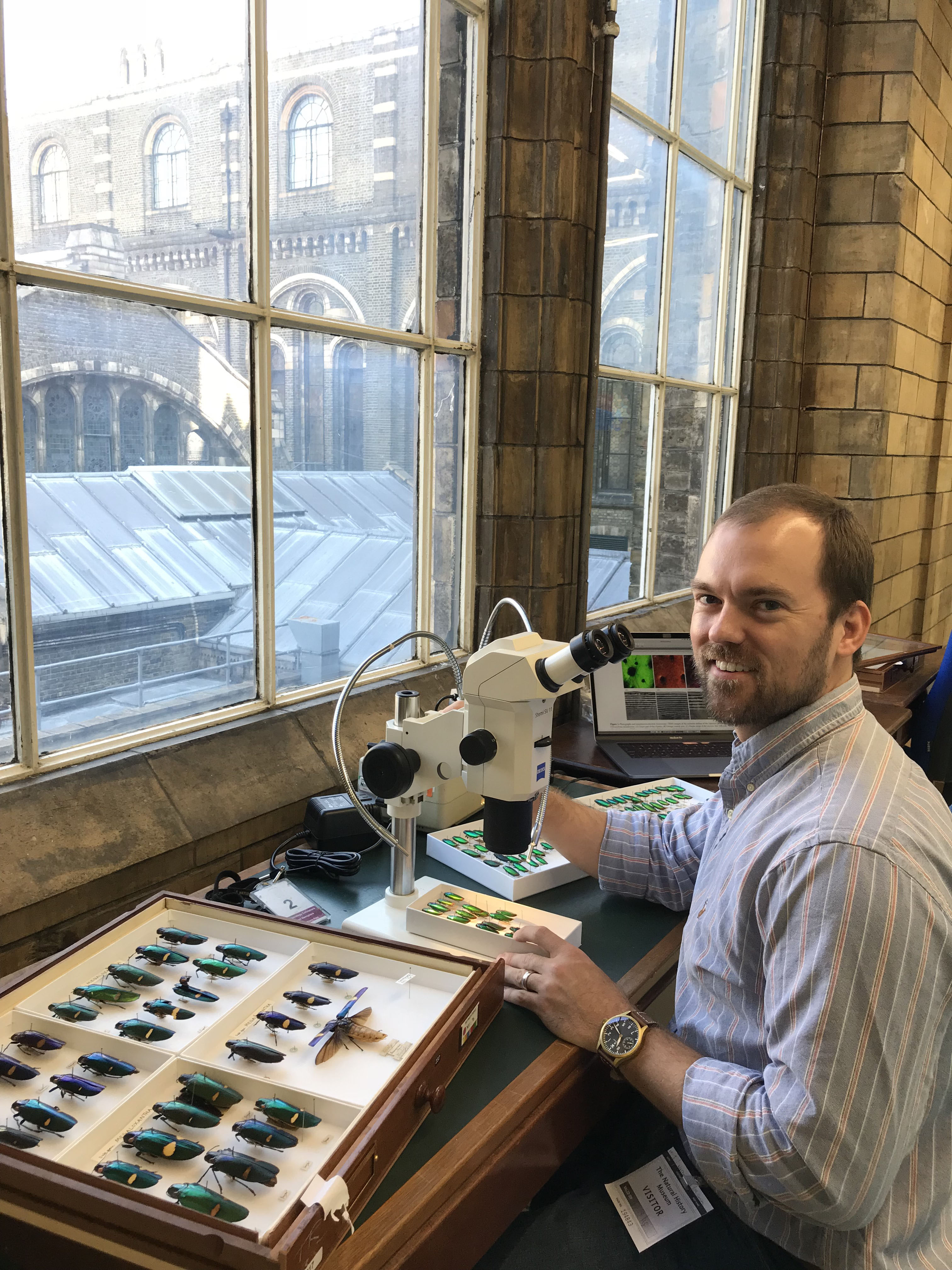 LSU AgCenter entomologist receives grant to study vision, color of jewel beetles 