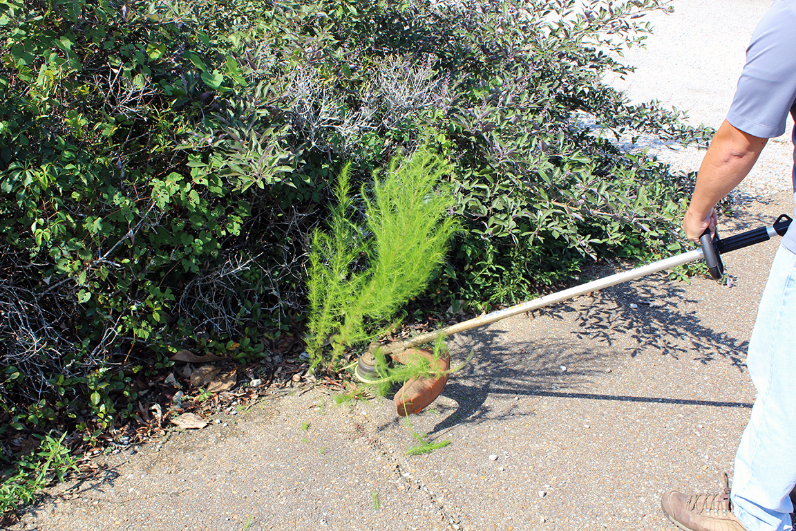 ​Landscape Ornamental Series: Best Practices for String Trimming in the Landscape