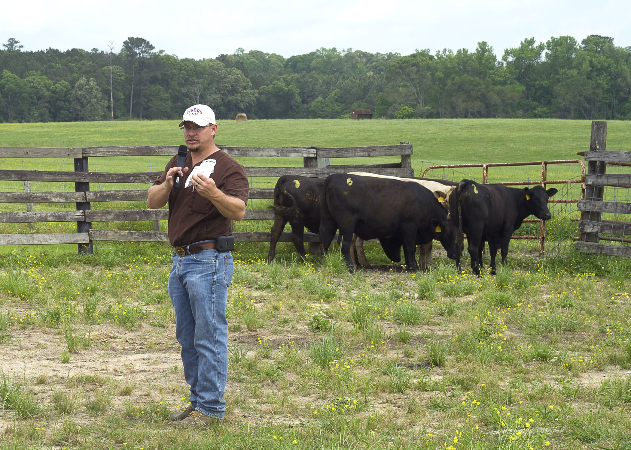 LSU AgCenter beef cattle, forage field day set for March 30 in Clinton