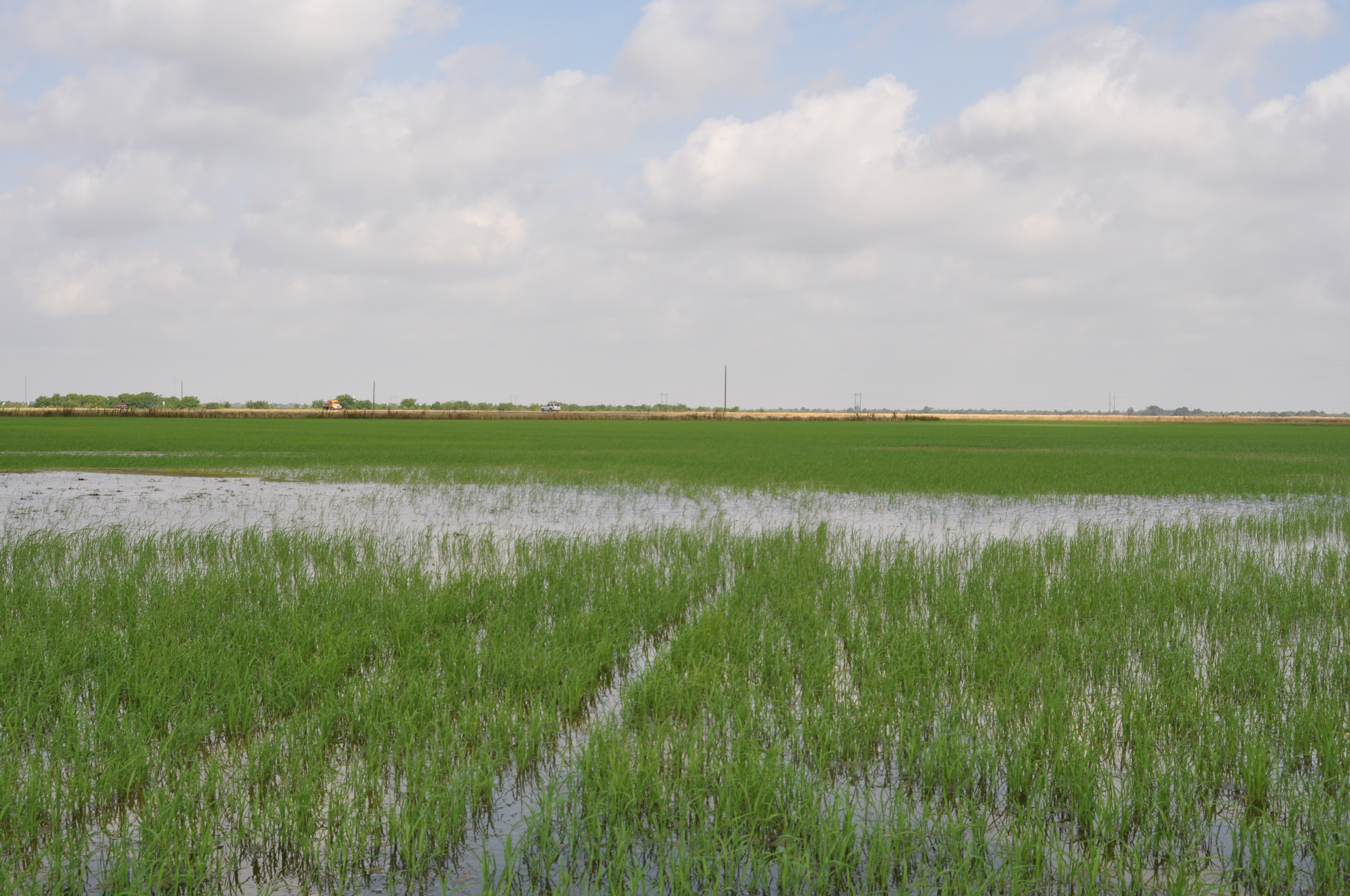 Missing stands in rice field, probably due to heavy rice water weevil infestation.