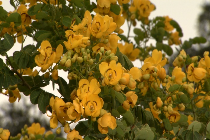 Cassia splendida offers brightness during dreary weather