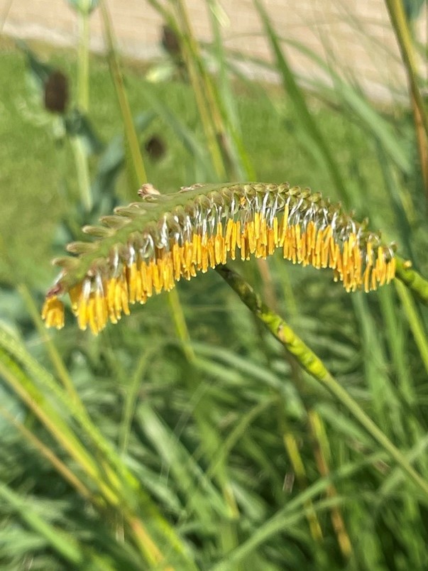 Yellow gamagrass kernels hanging from stem.