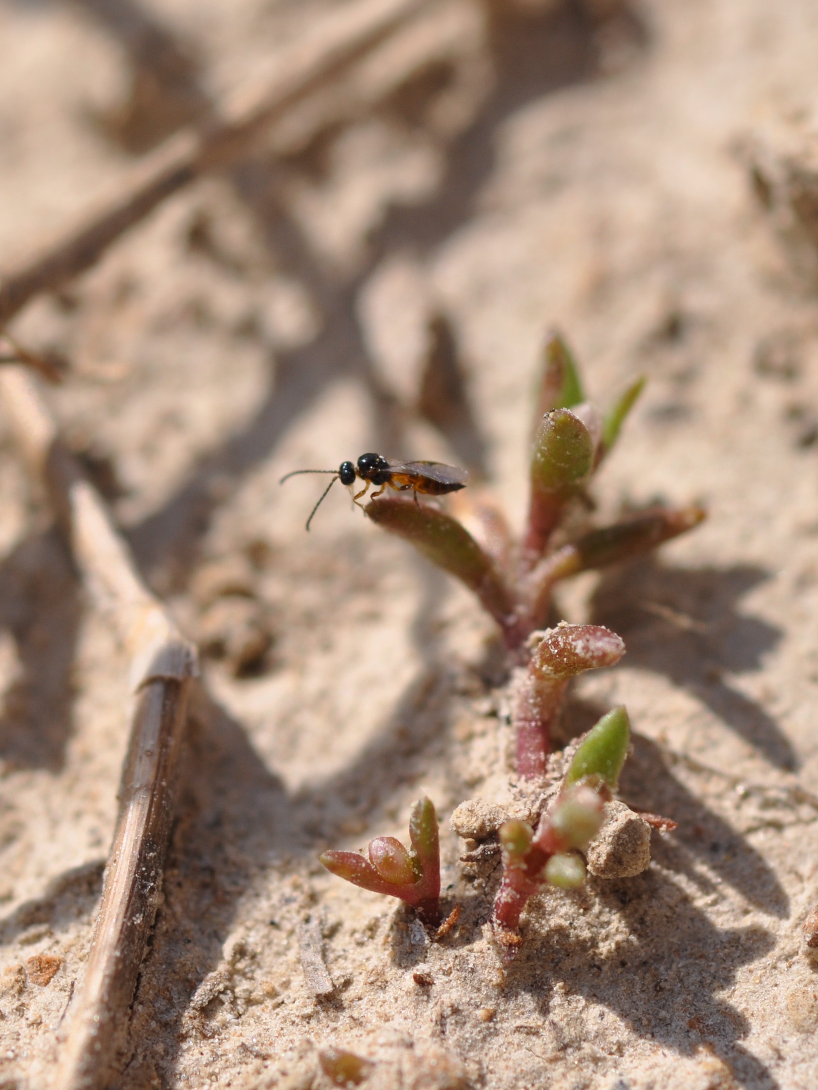 Aphid Parasitic Wasp