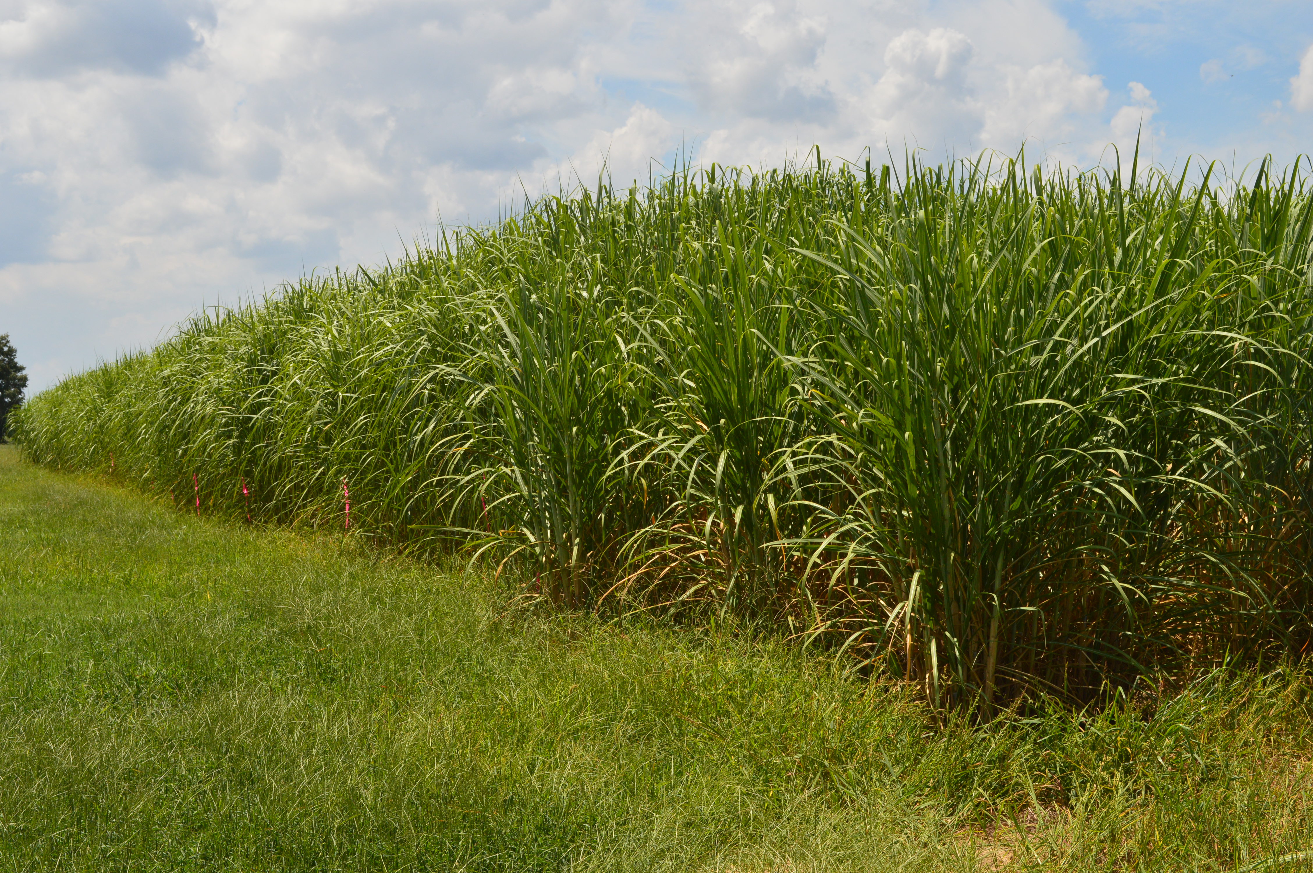 Biofuel/Biochemical Crop Production to be Discussed at Macon Ridge Field Day Sept. 5