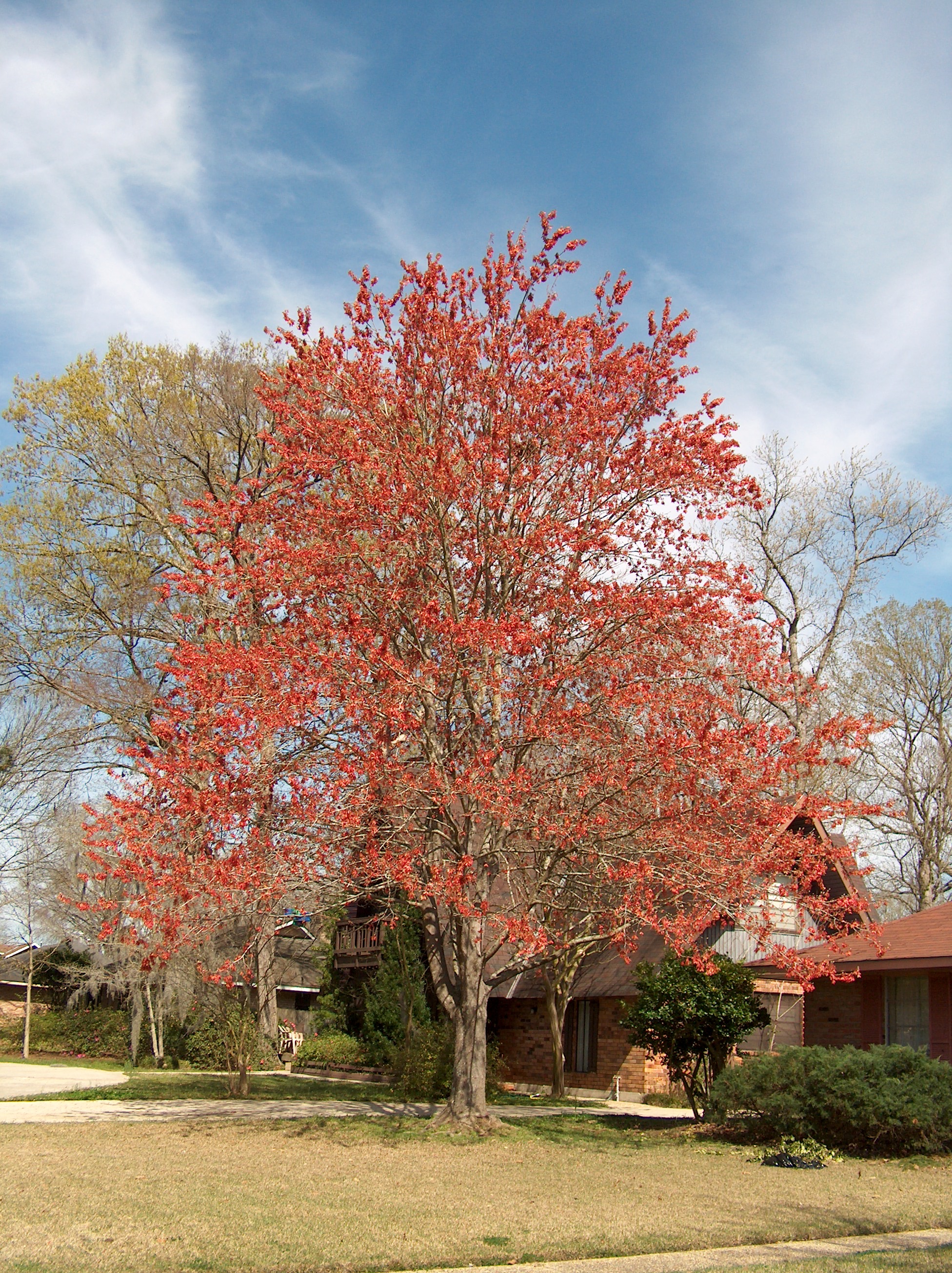 Consider the benefits of trees