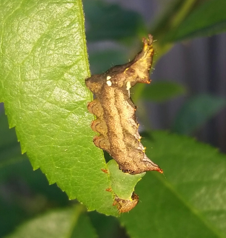 Caterpillars on My Rose Bushes