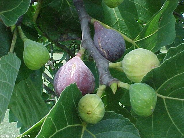 Fall is time to plant fruit trees in La.