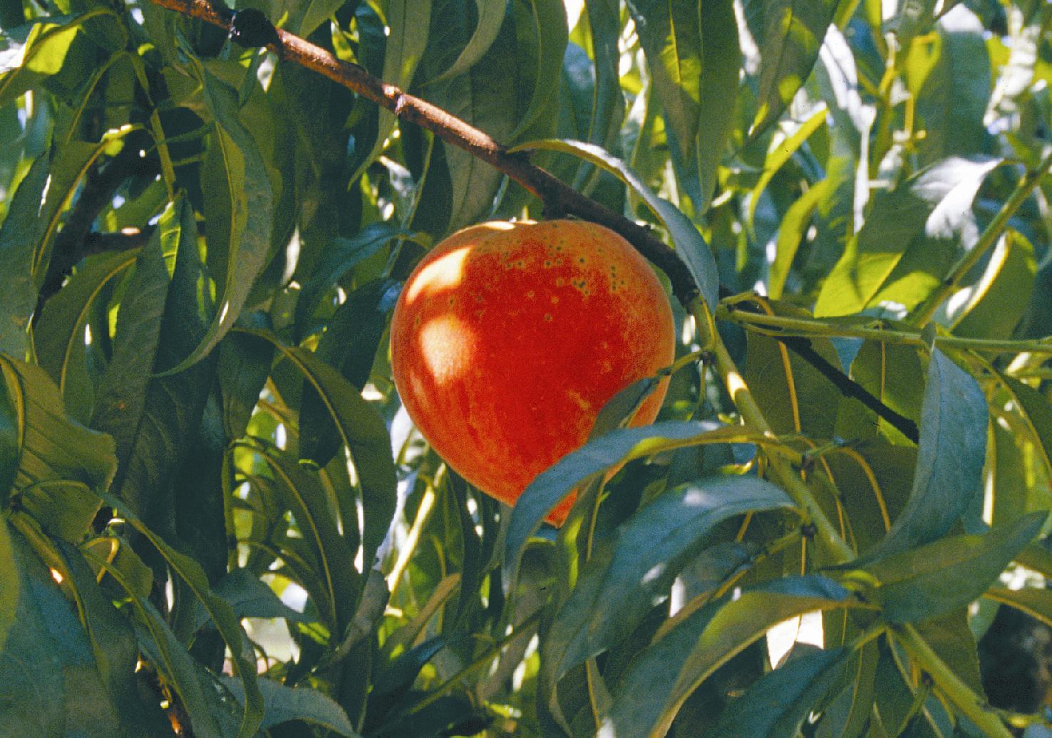 LaBelle peach